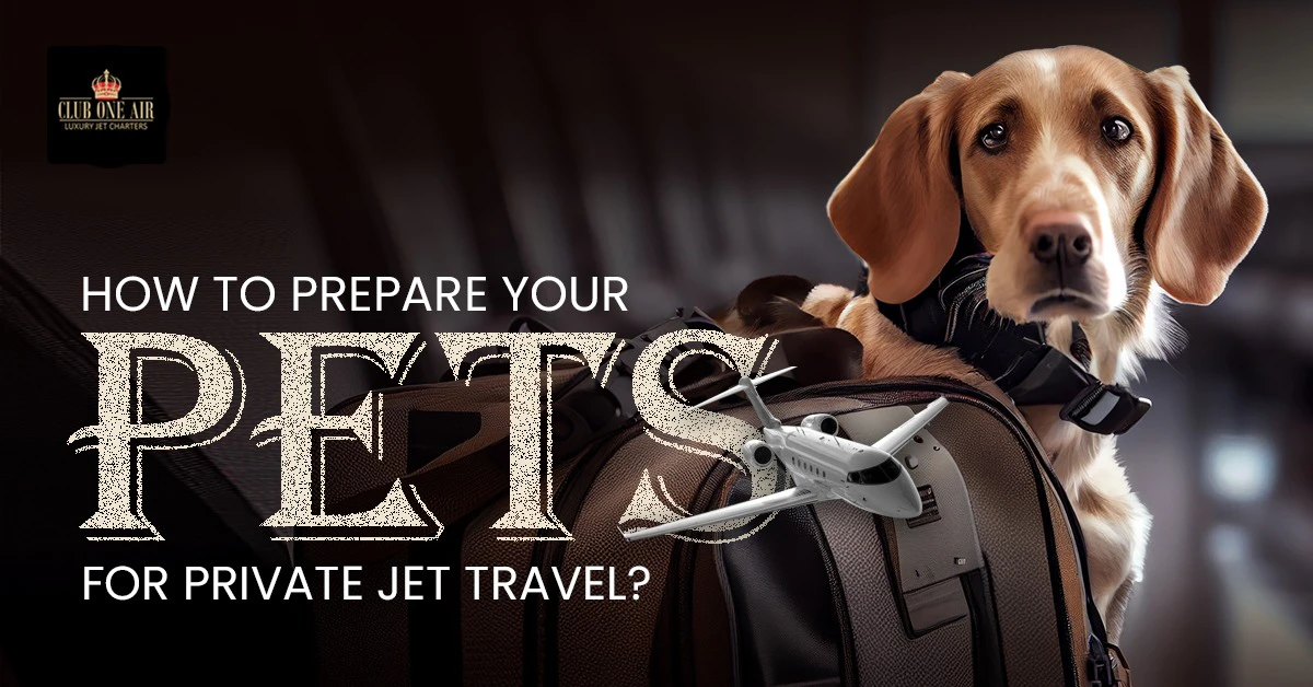 HOW TO PREPARE YOUR PETS FOR PRIVATE JET TRAVEL?